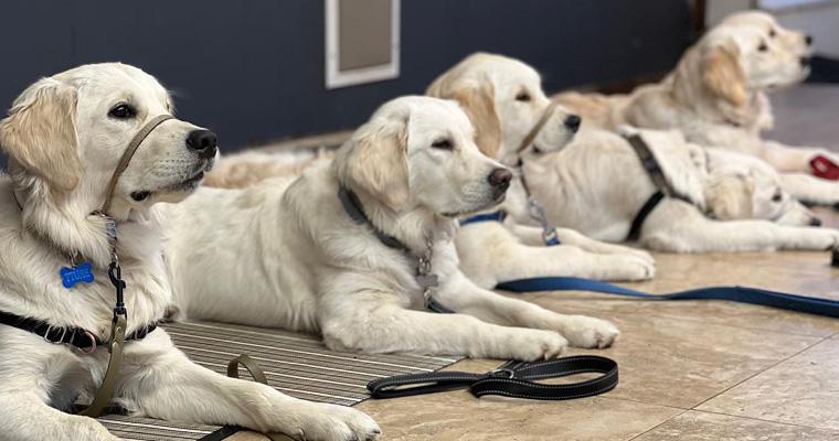 community resource dogs in training 